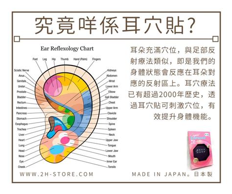 耳穴貼是什麼|耳穴療法